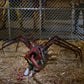 The Thing Ultimate Dog Creature Set Neca