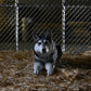 The Thing Ultimate Dog Creature Set Neca
