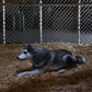 The Thing Ultimate Dog Creature Set Neca