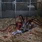 The Thing Ultimate Dog Creature Set Neca